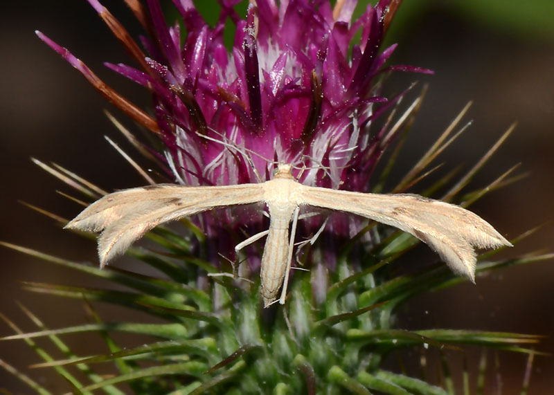 Pterophoridae - Calyciphora albodactyla